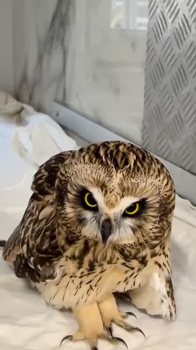 Берегись автомобиля!. Из-за встречи с автотранспортом болотная сова Катюша получила травмы крыльев