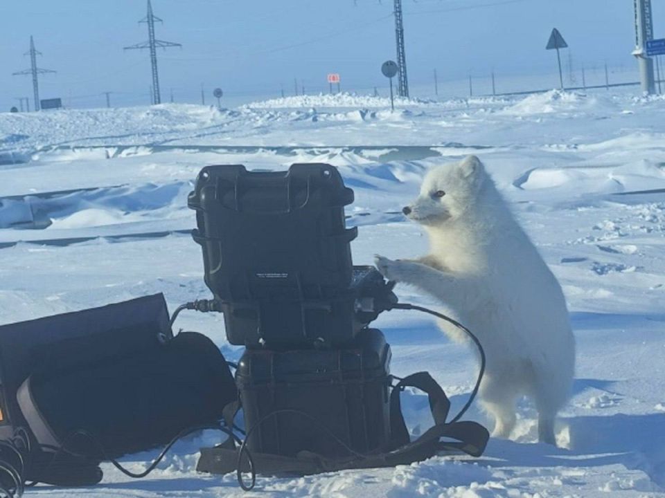 Песец пришел! На ямальском месторождении белоснежный зверек устроил испытательное шоу оборудования
