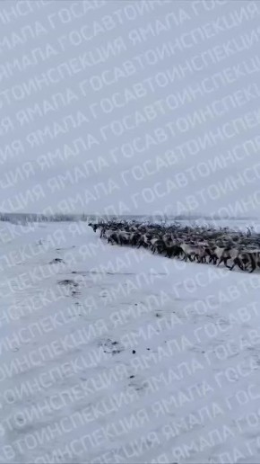 Редкие кадры от наших коллег с Ямала, где начался сезонный перегон оленей на зимние пастбища