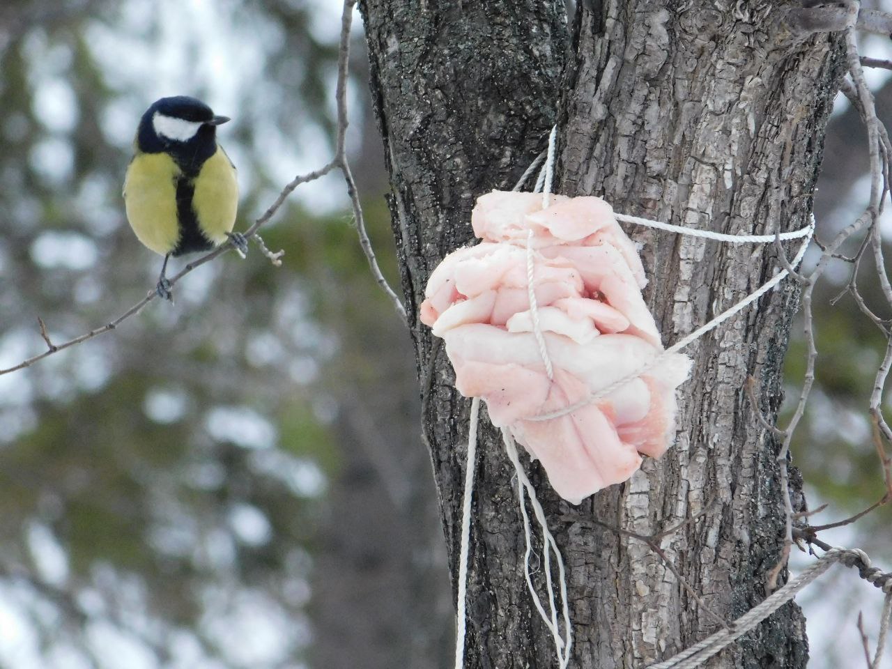 Проявите доброту к пернатым! Проявите доброту к пернатым!