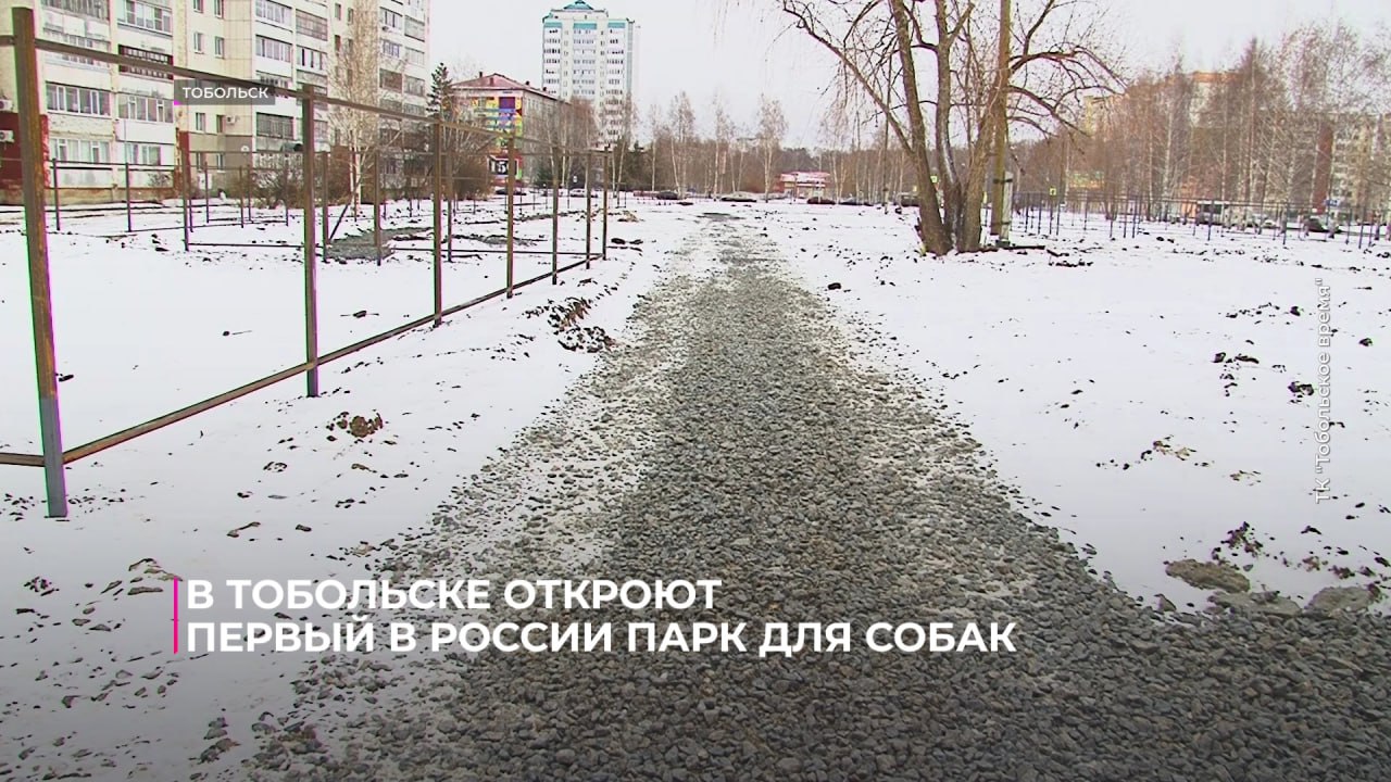 В Тобольске откроют первый в России парк для собак В Тобольске откроют первый в России парк для собак