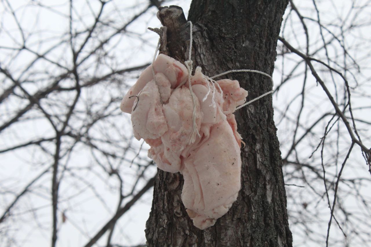 Проявите доброту к пернатым! Проявите доброту к пернатым!