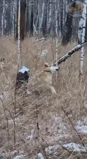Собака Пальма загнала куницу в тюменском лесу на дерево — та сидит там уже несколько часов