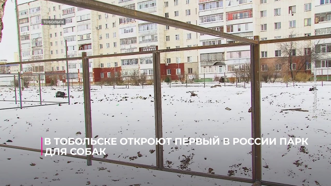 В Тобольске откроют первый в России парк для собак В Тобольске откроют первый в России парк для собак