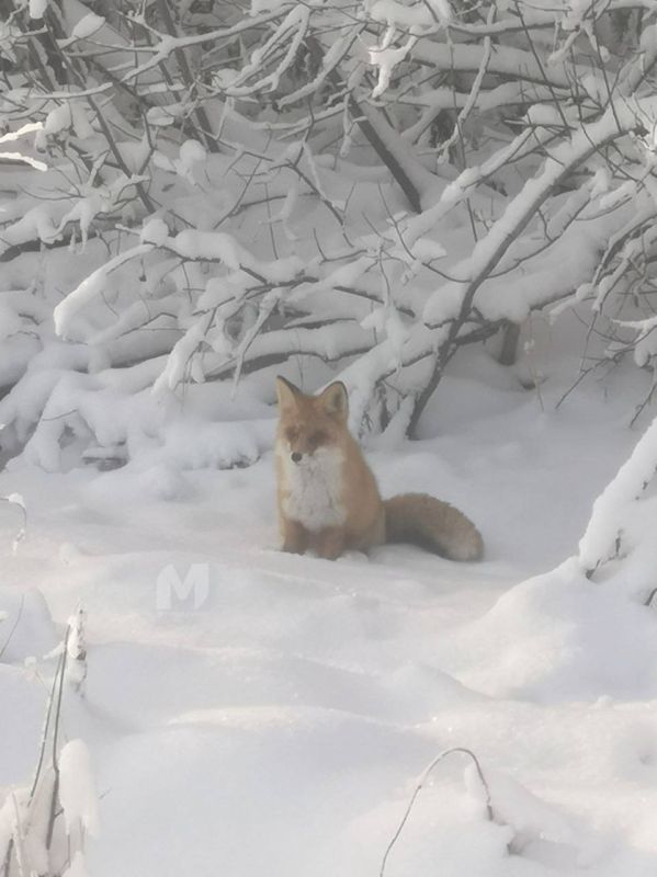 Лисичка повстречалась в Уватском районе на прогулке местным жителям