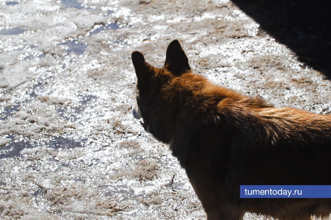 А вы знаете как вакцинируют от бешенства диких животных?