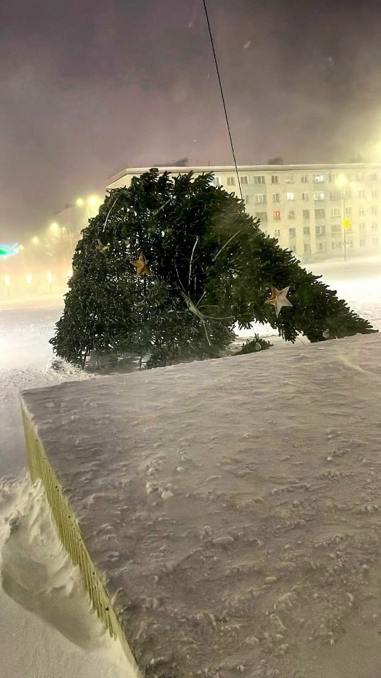 Состояние на вечер пятницы: елки в Мурманске Состояние на вечер пятницы: елки в Мурманске