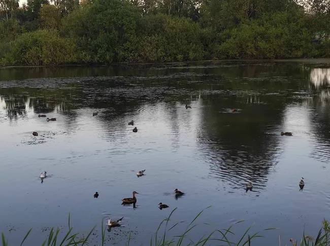 Орнитолог объяснил, почему лебеди и утки остаются зимовать в Тюмени