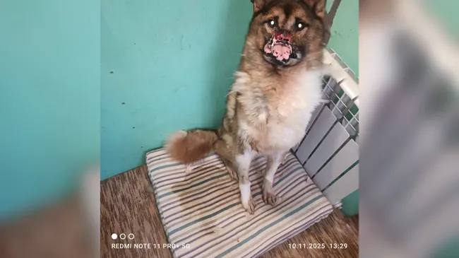 «Врач вообще шансов не давал»