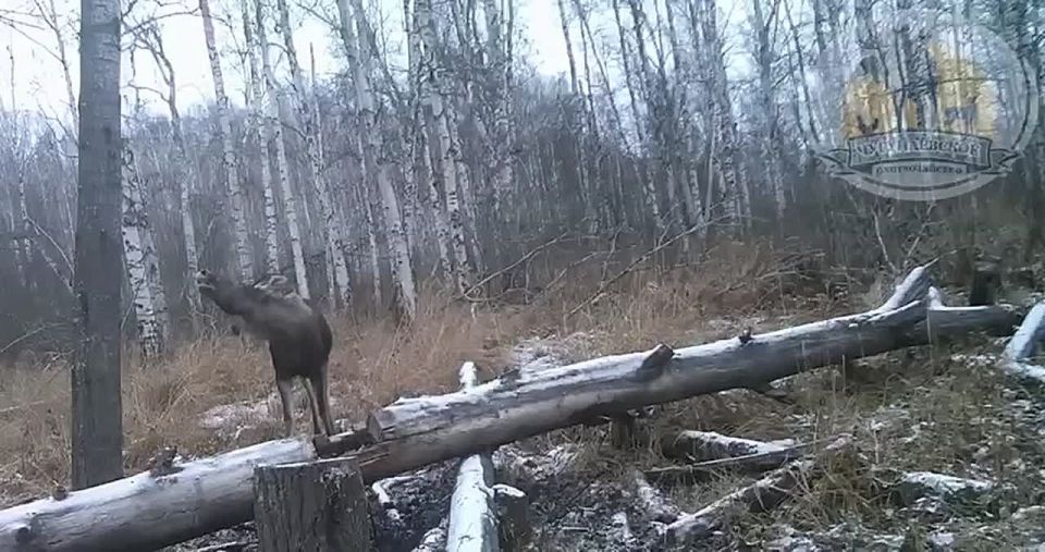 Добрый вечер. Жаль, фотоловушка снимает без звука, он ведь явно о чем-то говорит… Видео: Охотхозяйство Чугунаевское МегаТюмень