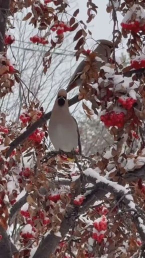 Видео дня. Ханты-Мансийский автономный округ