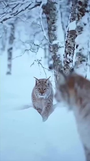 Доброе утро, Тюмень!. Сегодня в Тюмени обещают до +4° Бабье лето вернусь в ноябре МегаТюмень
