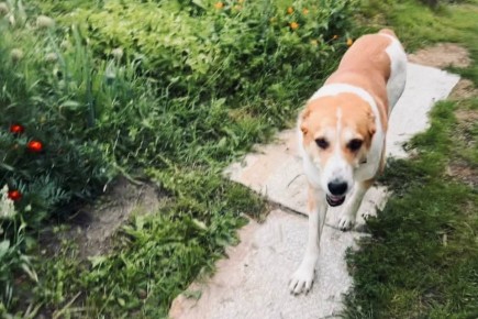 Делимся доброй историей, хорошим примером того, как вместе мы можем решать вопросы с безнадзорными животными