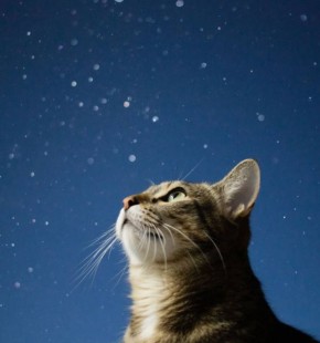 Уже завтра тюменцы смогут загадать множество желаний — звездопад обеспечит их воплощение в реальность