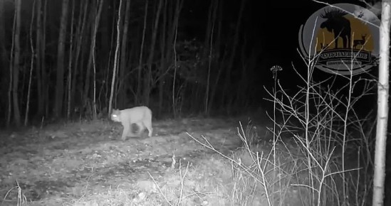 Рыська прошлась как по подиуму в тюменском лесу