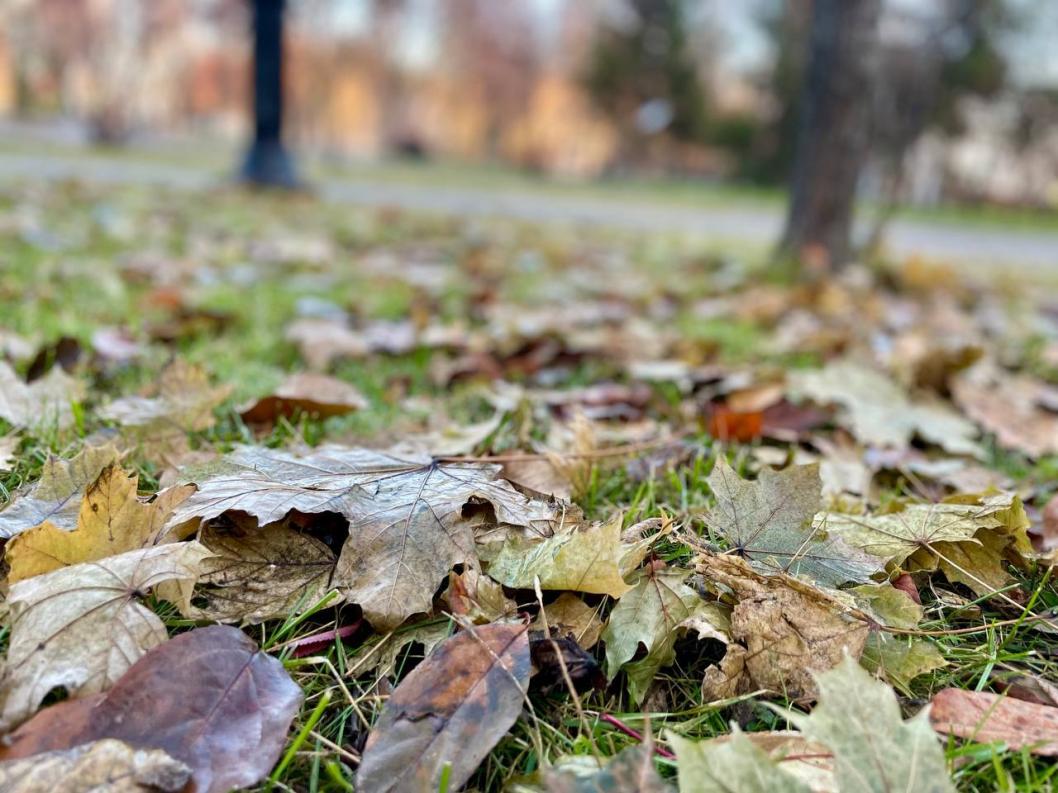 В середине недели в Тюменской области потеплеет и пройдет дождь