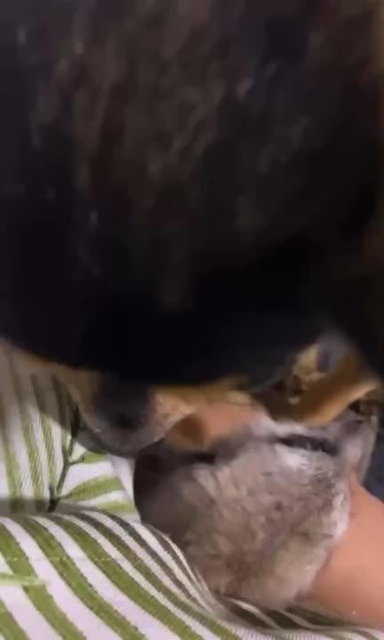 Тюменская собака вскормила брошенного суриката