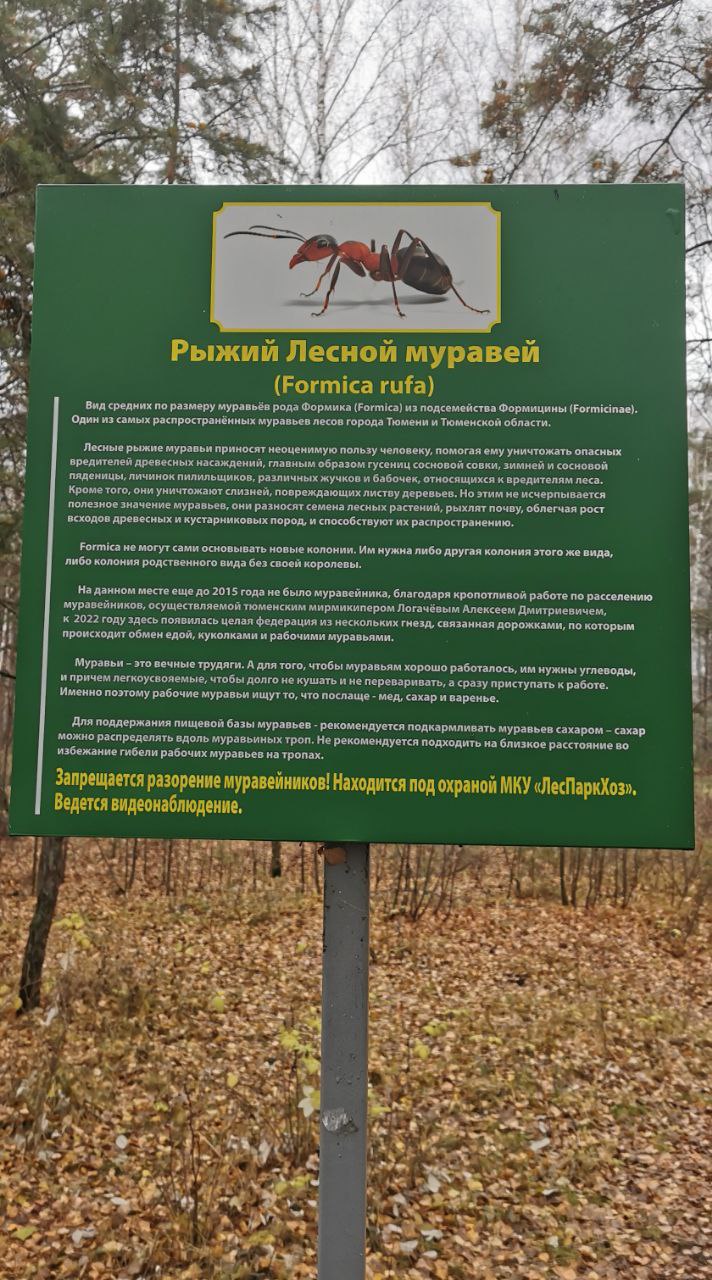 Помните, мы обсуждали, как птицы, летящие клином, демонстрируют чудеса коллективного разума? Но это не единственный пример слаженной работы в природе Помните, мы обсуждали, как птицы, летящие клином, демонстрируют чудеса коллективного разума? Но это не единственный пример слаженной работы в природе