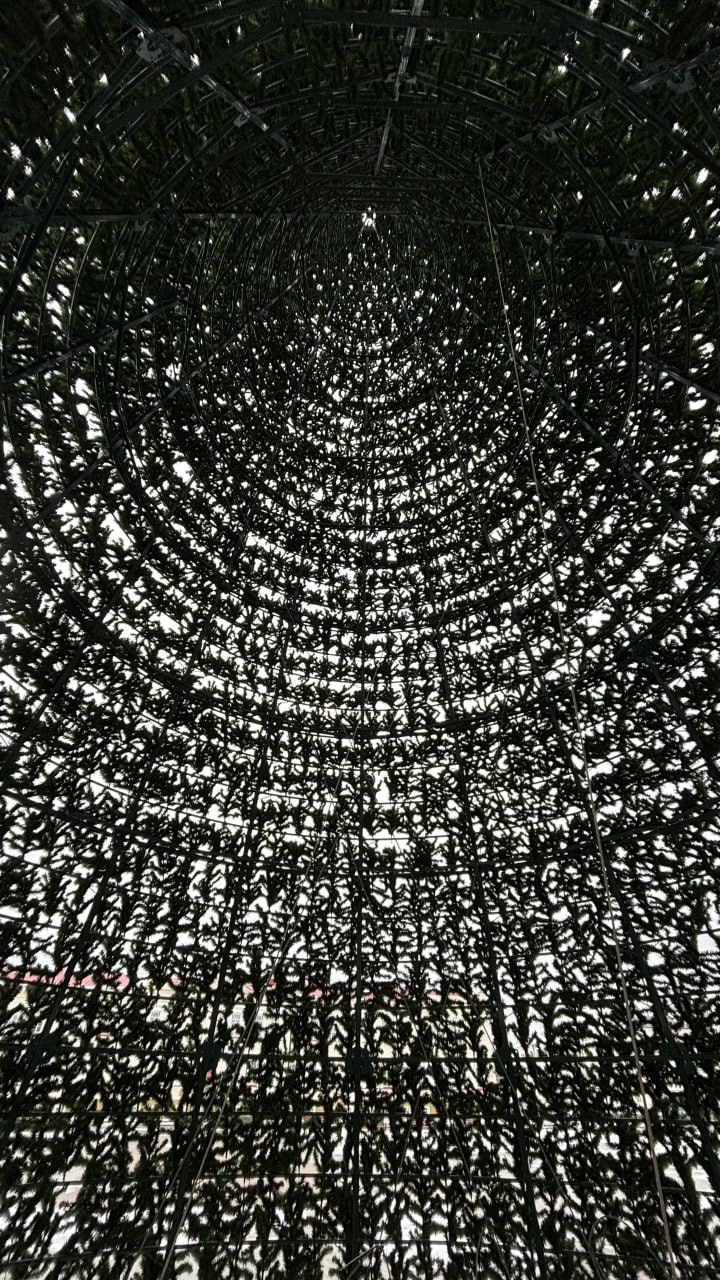 В Тобольске установили главную елку! В Тобольске установили главную елку!