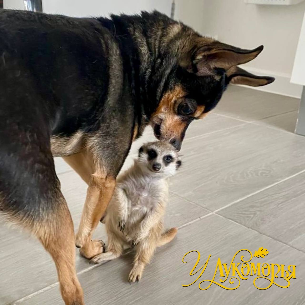 Тюменская собака вскормила брошенного суриката Тюменская собака вскормила брошенного суриката