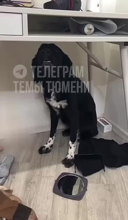 Четыре дня кошки и собака прожили без питья и еды из-за тюменца, который бросил питомцев на съемной квартире в одиночестве