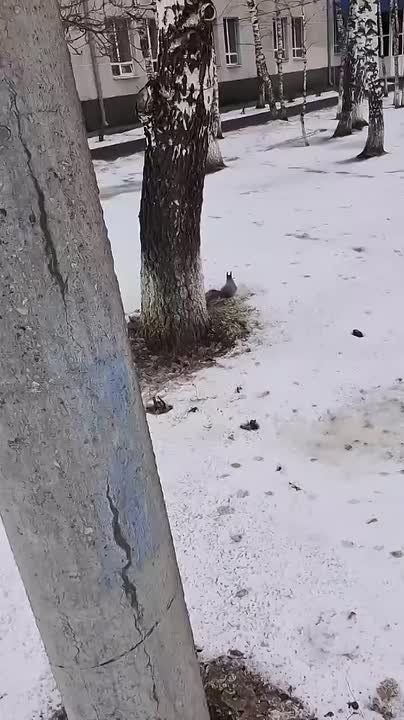 Примчала за знаниями белочку встретили тоболяки у Пединститута