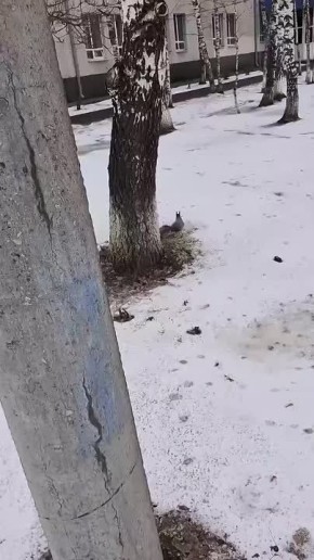 Примчала за знаниями белочку встретили тоболяки у Пединститута