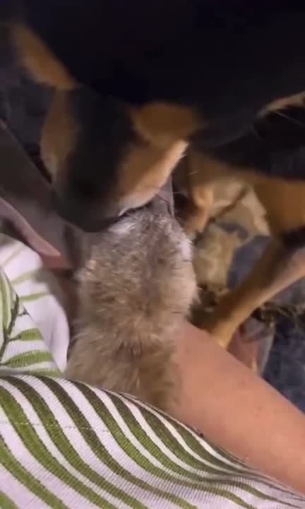 Собака выходила брошенного суриката в ребцентре «У Лукоморья»