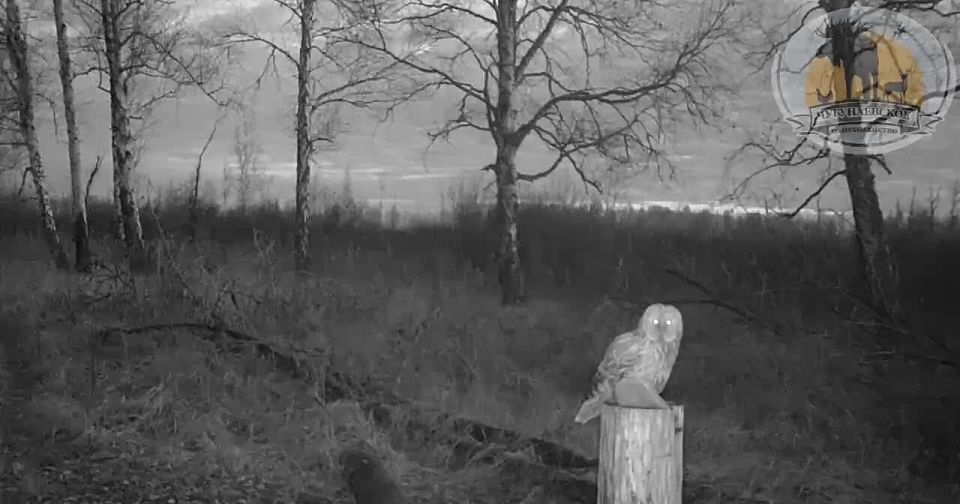 Бу. Начинаем день правильно! Смотрим на эту пернатую тюменку и ставим — Видео: Охотхозяйство Чугунаевское МегаТюмень