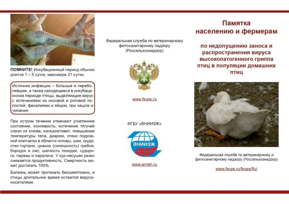 Птичий грипп — серьезная угроза! Призываем всех владельцев домашней птицы ознакомиться с важной памяткой