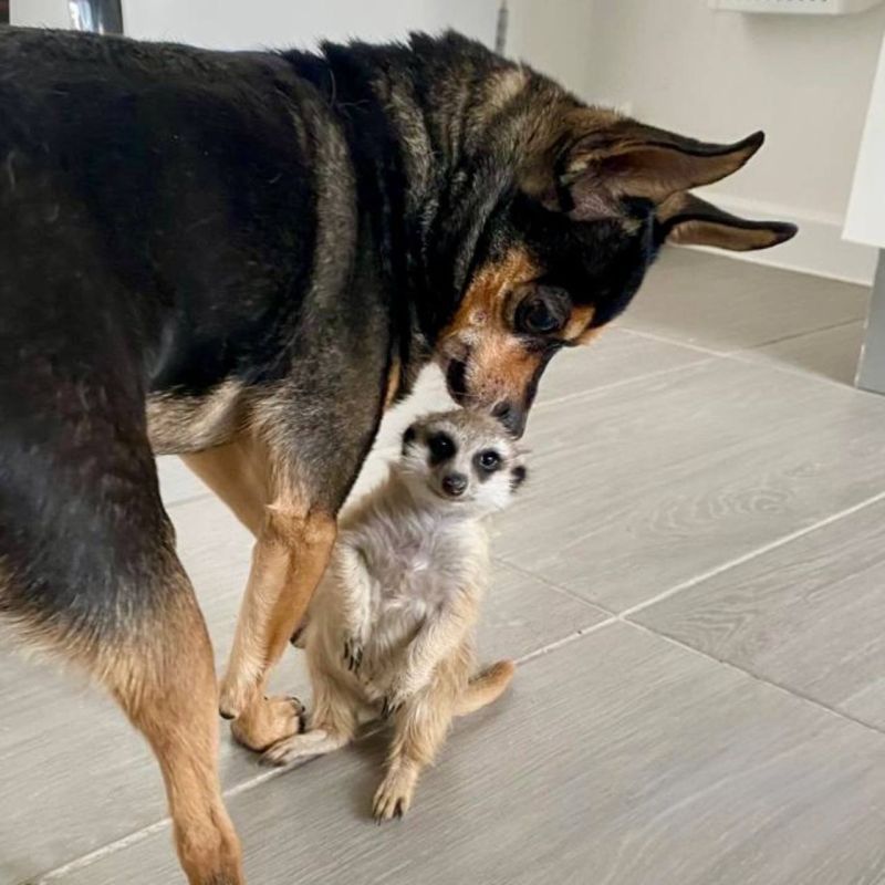 В Тюмени собака стала мамой для недоношенного суриката