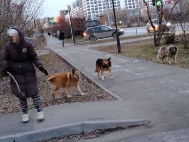 Собаки напали на тюменца на Муравленко — раны до крови
