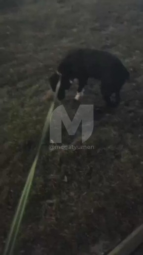 «Она ест с руки, но при этом гладить ее я пока не рискую, потому что она подрыкивает»