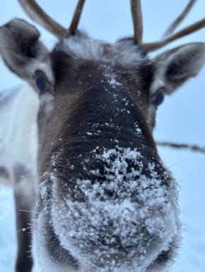 Любопытство взяло верх очень любознательный олень попался ямальцам