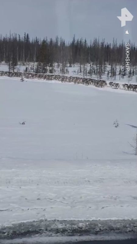Бесконечный поток северных оленей создал пробку на трассе Аксарка — Салехард