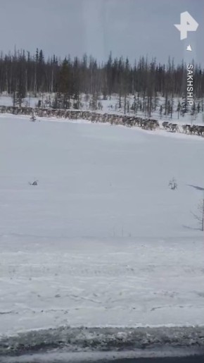 Бесконечный поток северных оленей создал пробку на трассе Аксарка — Салехард