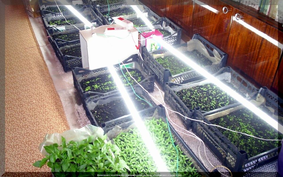 Секреты идеальной рассады: как избежать распространенных ошибок и вырастить крепкие растения