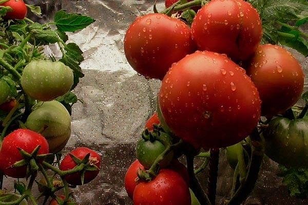 Секреты успеха томатов сорта Зимние