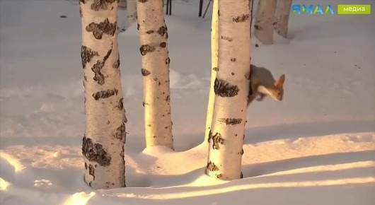 На Ямале белочки уже вовсю радуются снегу, исследуя сугробы в поисках орешком