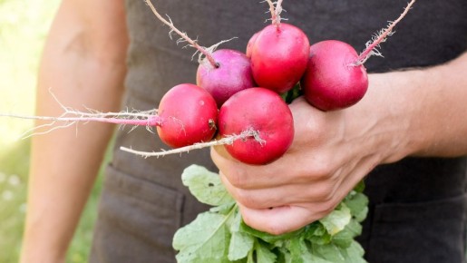 Мощные корни вместо сплошной ботвы: редис вырастет крупным только в этом месте на даче