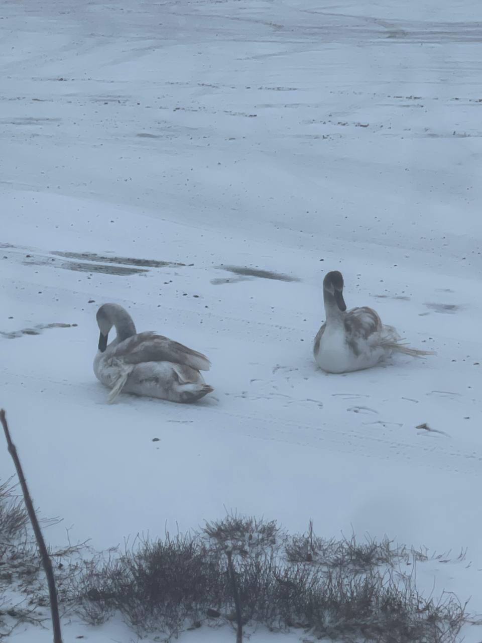 Тюменцы бьют тревогу: на озере в Бердюжье замерзают лебеди