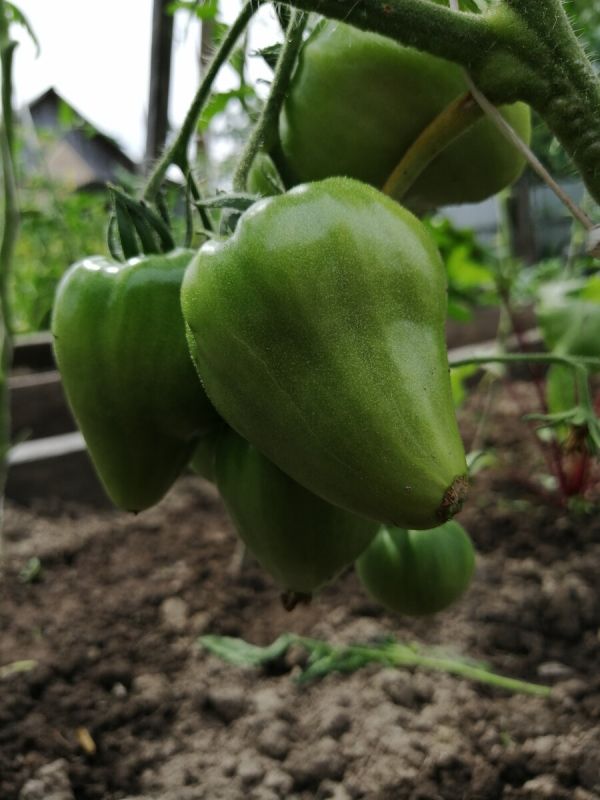 Обрезка томатов в июле: правильные методы для максимального урожая