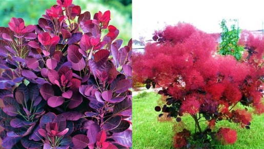 Скумпия: удивительный кустарник с феерическим цветением