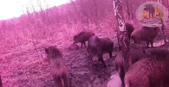 Пусть ваш вторник будет таким же "райским наслаждением", как у этих хрюшек)