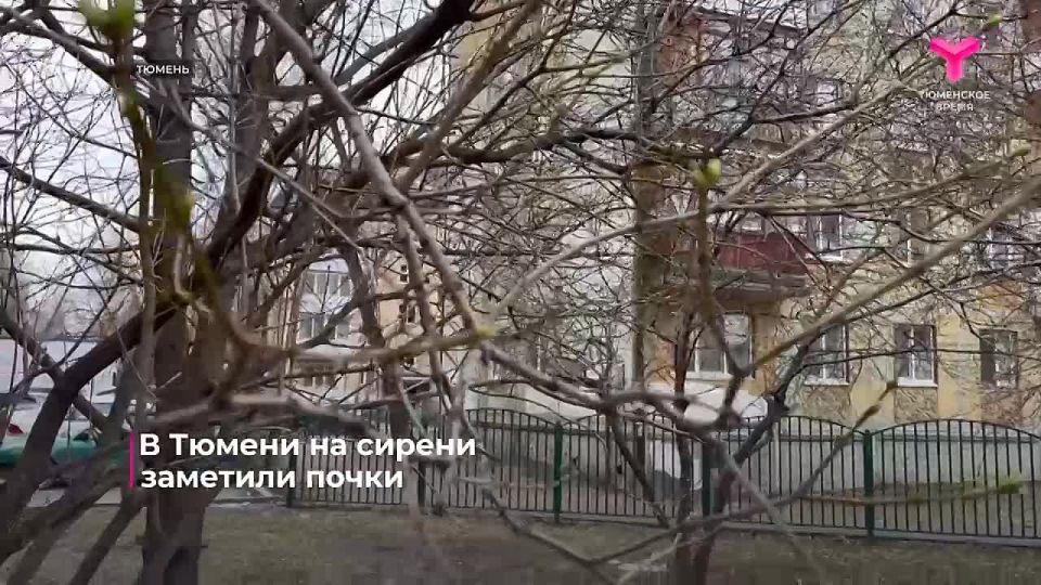 Первые признаки весны за 30 дней до Нового года