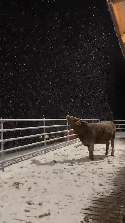 Доброе утро! Синоптики пообещали нам сегодня снег с дождем, а хотелось бы только снег