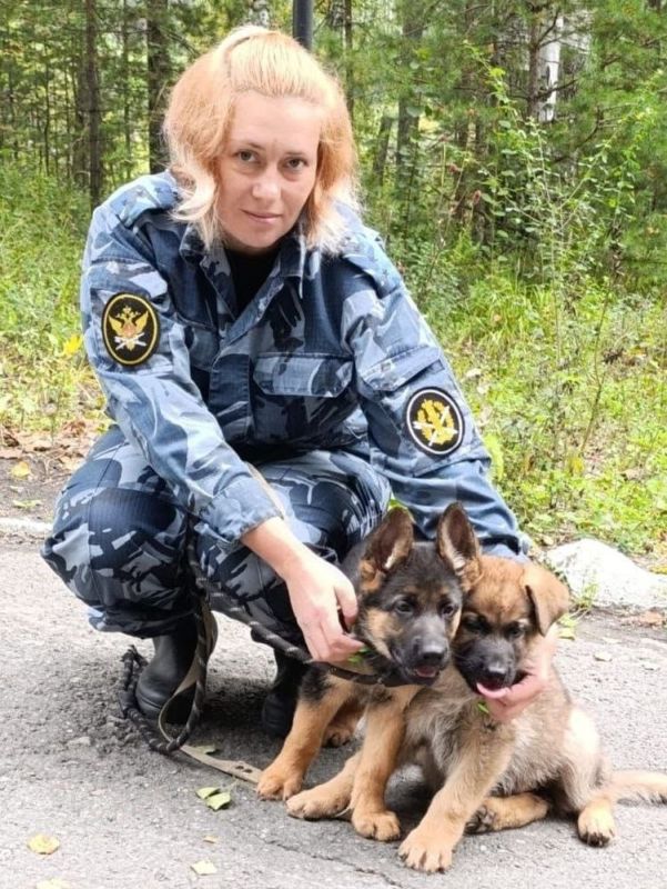 В свердловском ГУФСИН подрастают восемь милых будущих служебных овчарок В свердловском ГУФСИН подрастают восемь милых будущих служебных овчарок