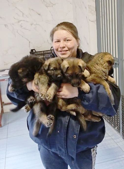 В свердловском ГУФСИН подрастают восемь милых будущих служебных овчарок