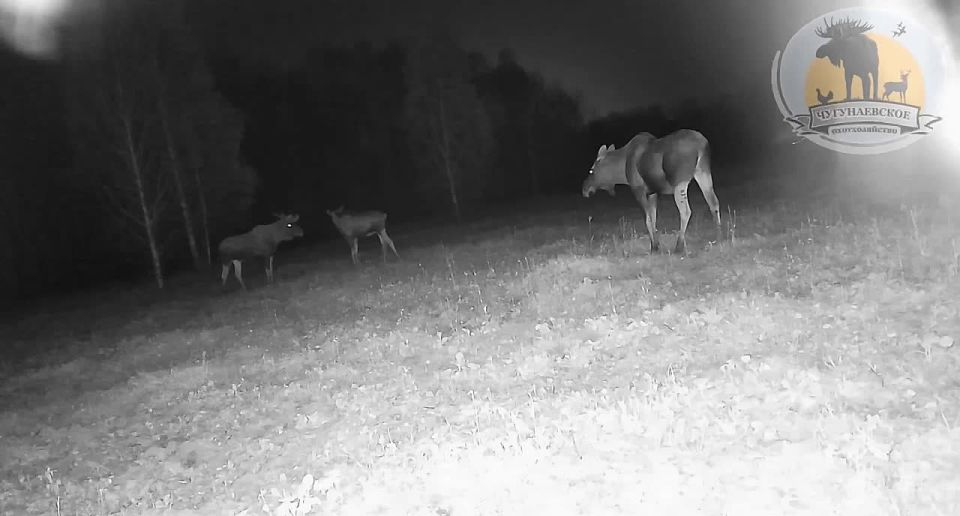 Рогатую тусовку запечатлела камера фотоловушки в тюменском лесу