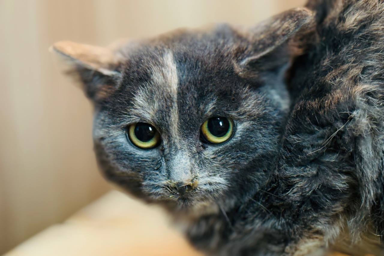 Коты. Кошки. Бездомные котята Коты. Кошки. Бездомные котята